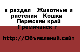  в раздел : Животные и растения » Кошки . Пермский край,Гремячинск г.